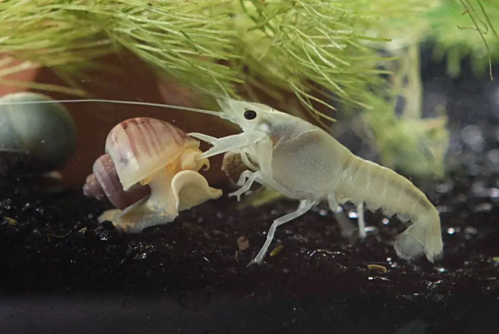 A mystery snail fighting a crayfish for food
