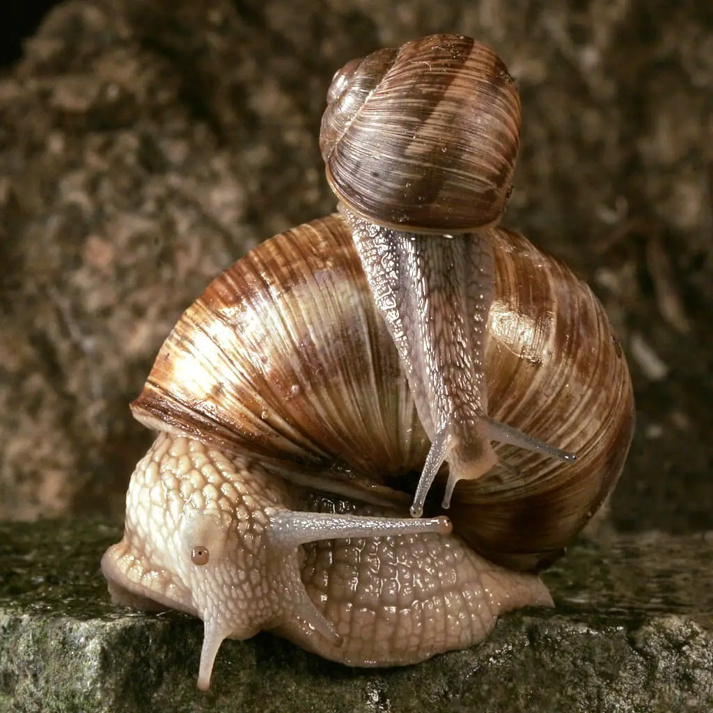 Adult snail with young snail