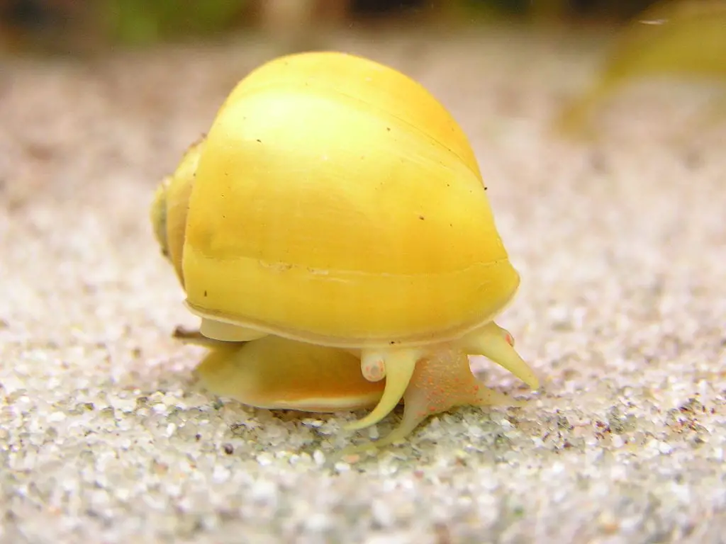 Yellow mystery snail
