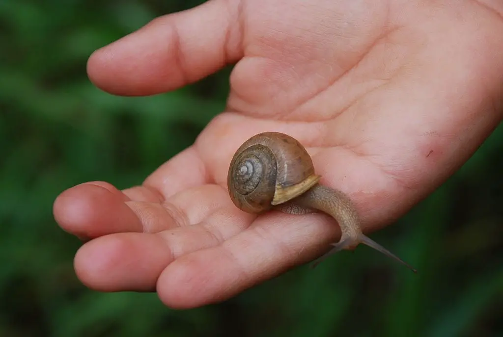 small snail in a hand