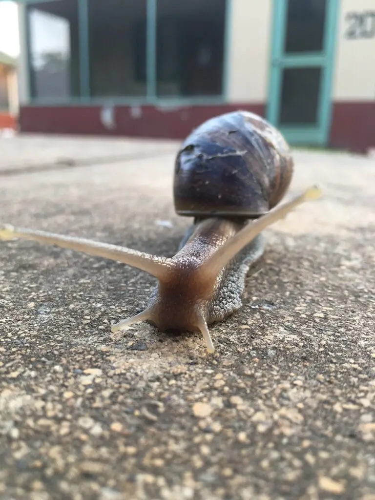 snail on the sidewalk