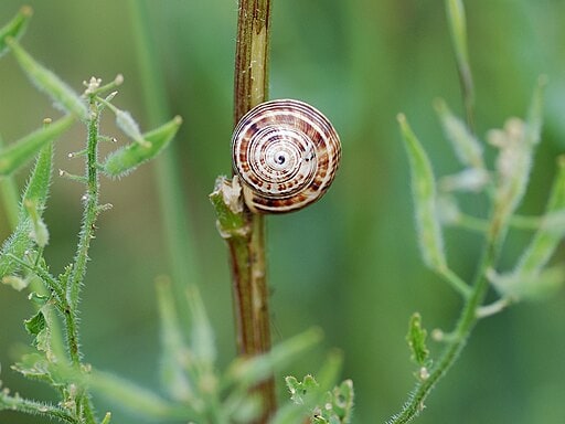 The Slumbering Trail: Do Snails Sleep?