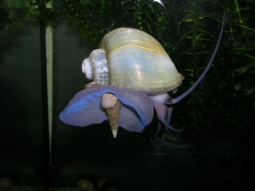 blue mystery snail