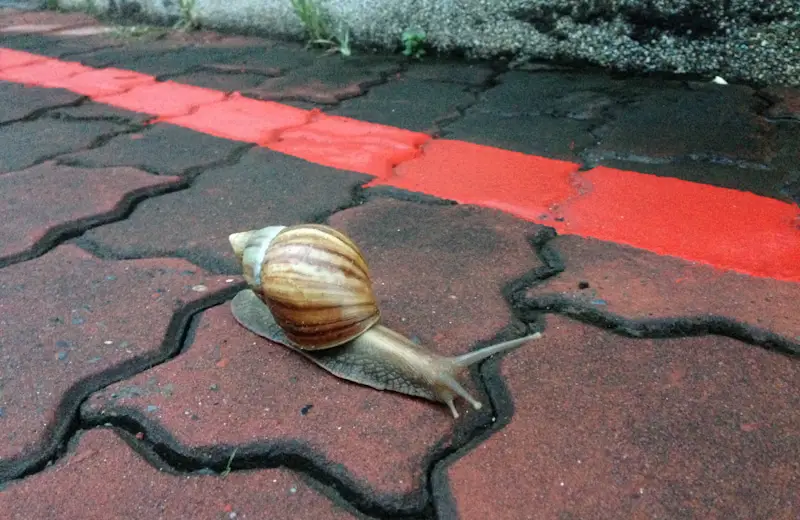 Giant African Land Snail on sidewalk