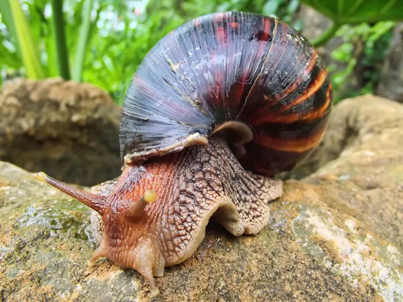Giant African Land Snail on log