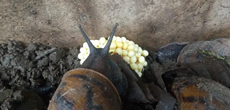 The Fascinating World of Snail Eggs