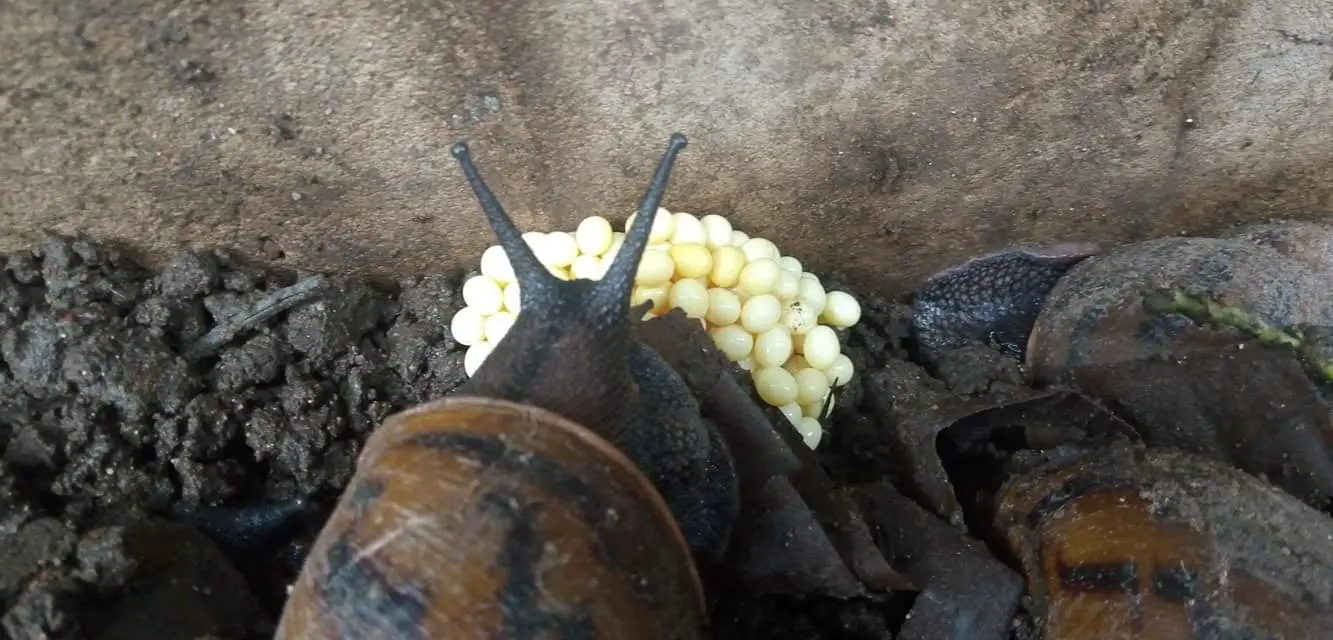 Giant African snail laying eggs