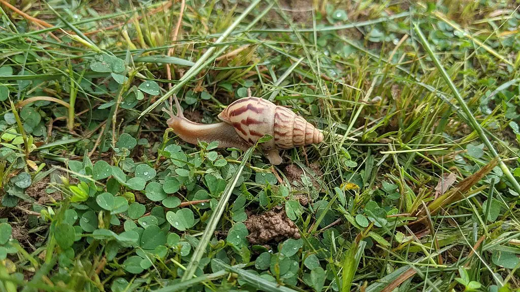 snail in nature on a bed of wild grass