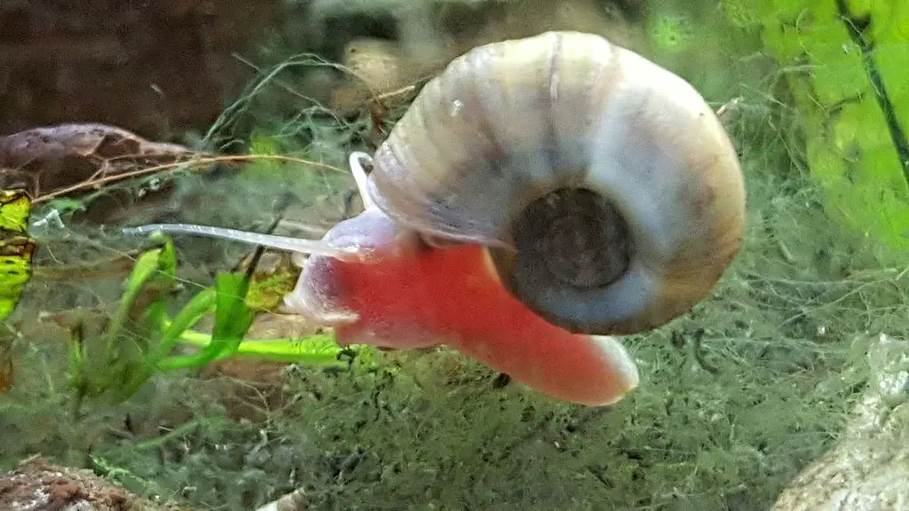 Red Freshwater Snail in Fish Tank