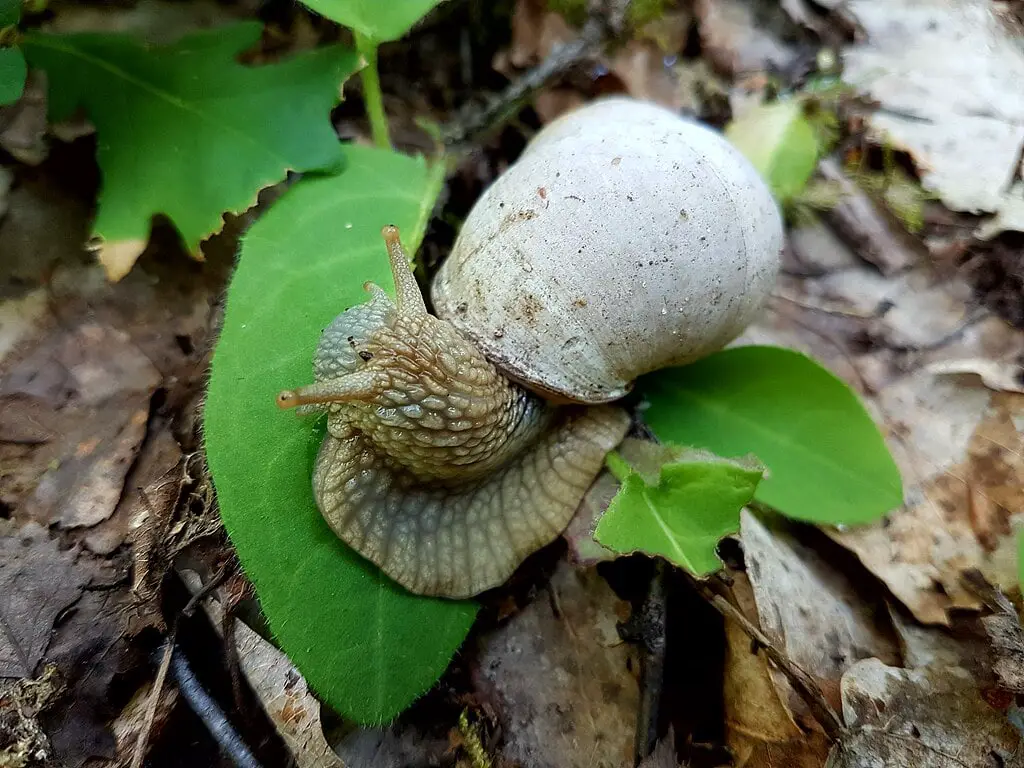 Roman snail on leaf in woods