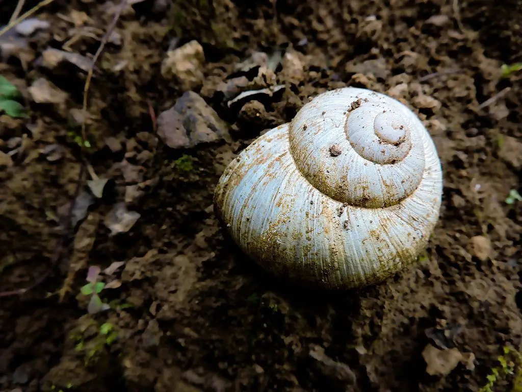snail shell up close