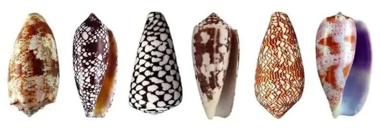 The_six_most_dangerous_cone_shells_from_Indo-Pacific