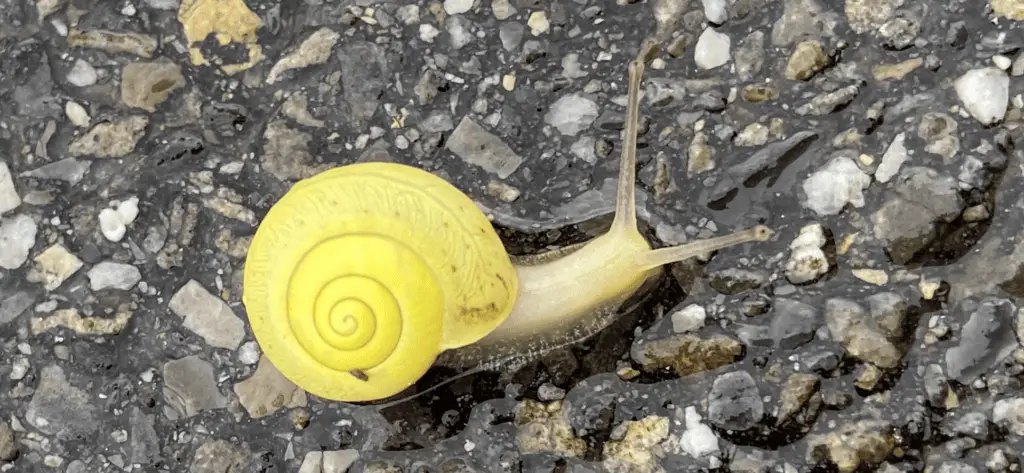 yellow snail in the rain