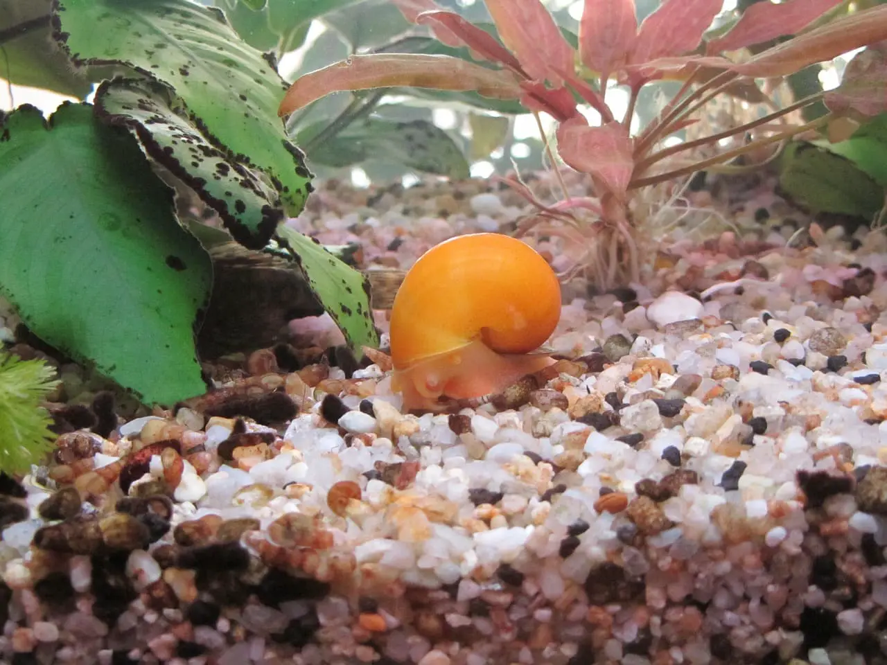 orange snail in aquarium