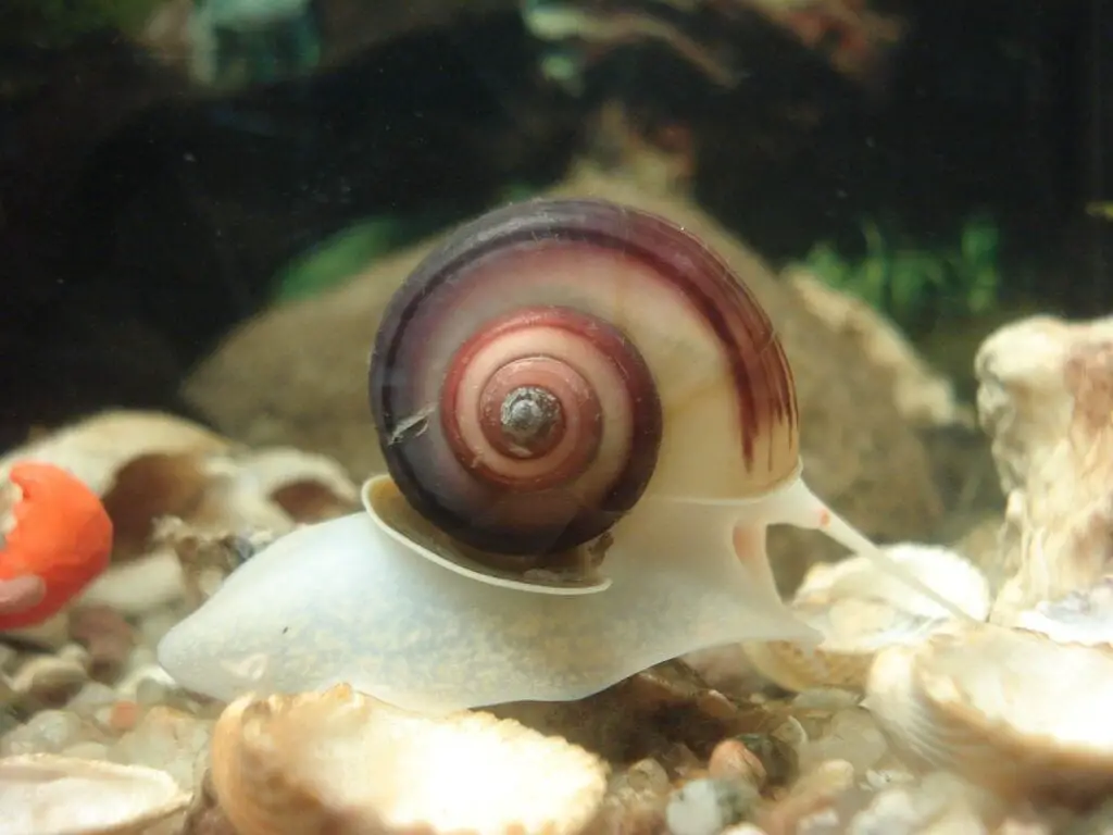 snail on aquarium floor