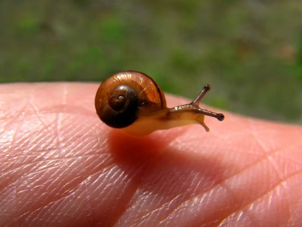 baby snail on fingertip