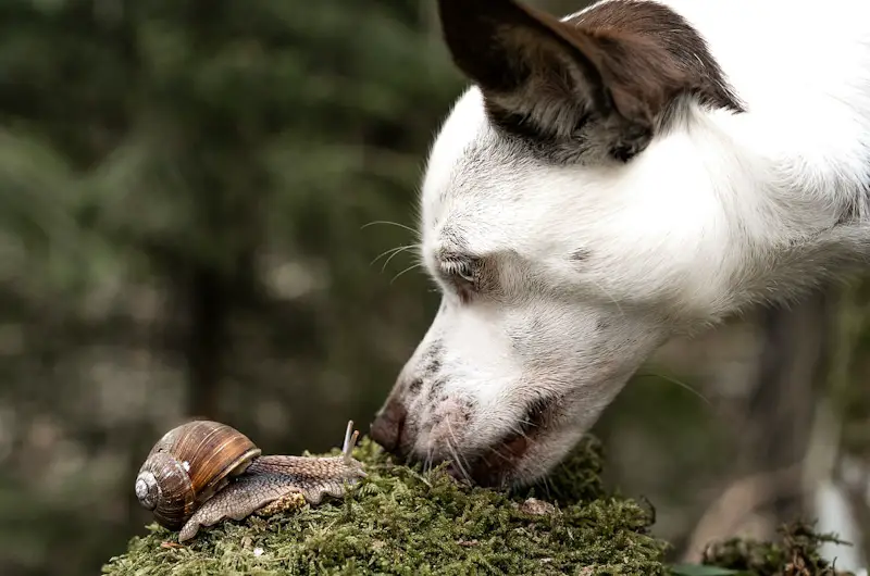 dog sniffing snail