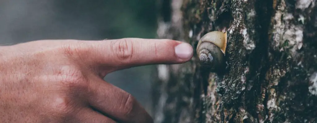 man touching snail on a tree