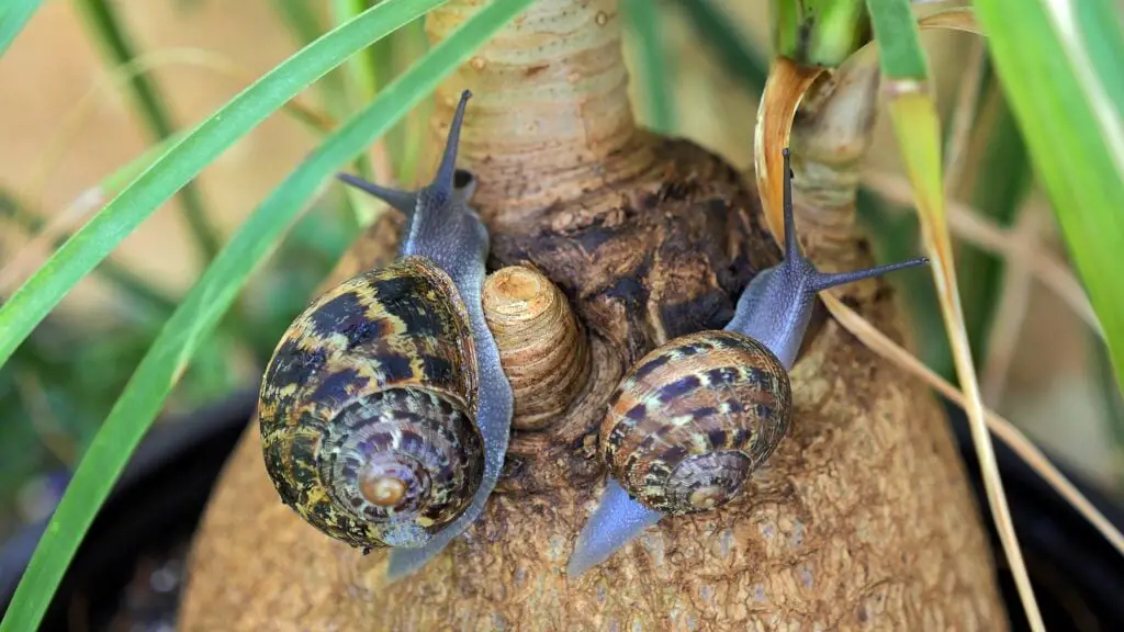 Big snail and smaller snail exploring a planttrunk