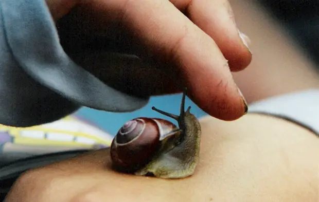 close up of petting a snail