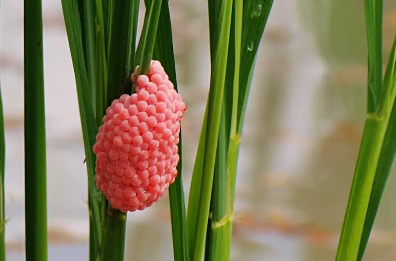 pink snail eggs