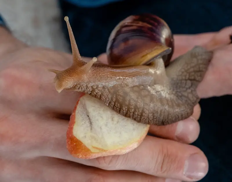 snail eating bread from hand