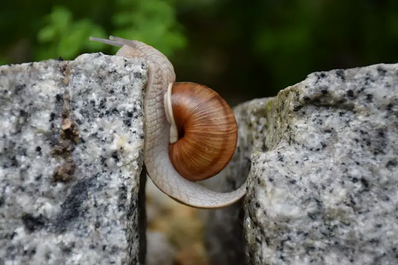 snail crossing a crevice