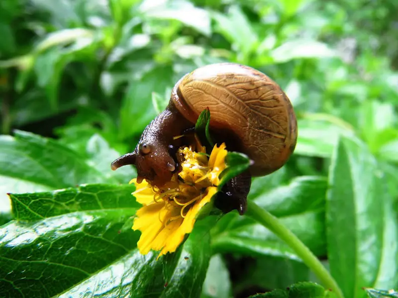 snail eating a flower