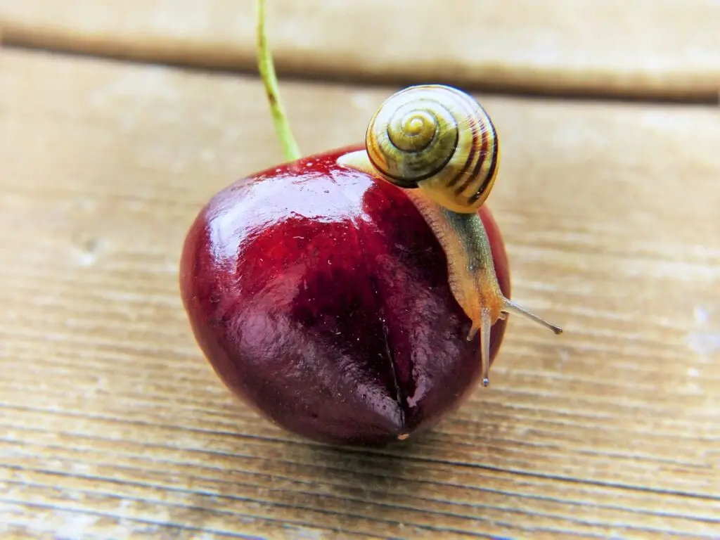 snail eating cherry