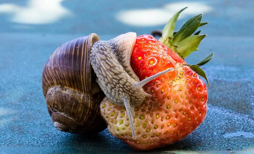 snail eating a strawberry