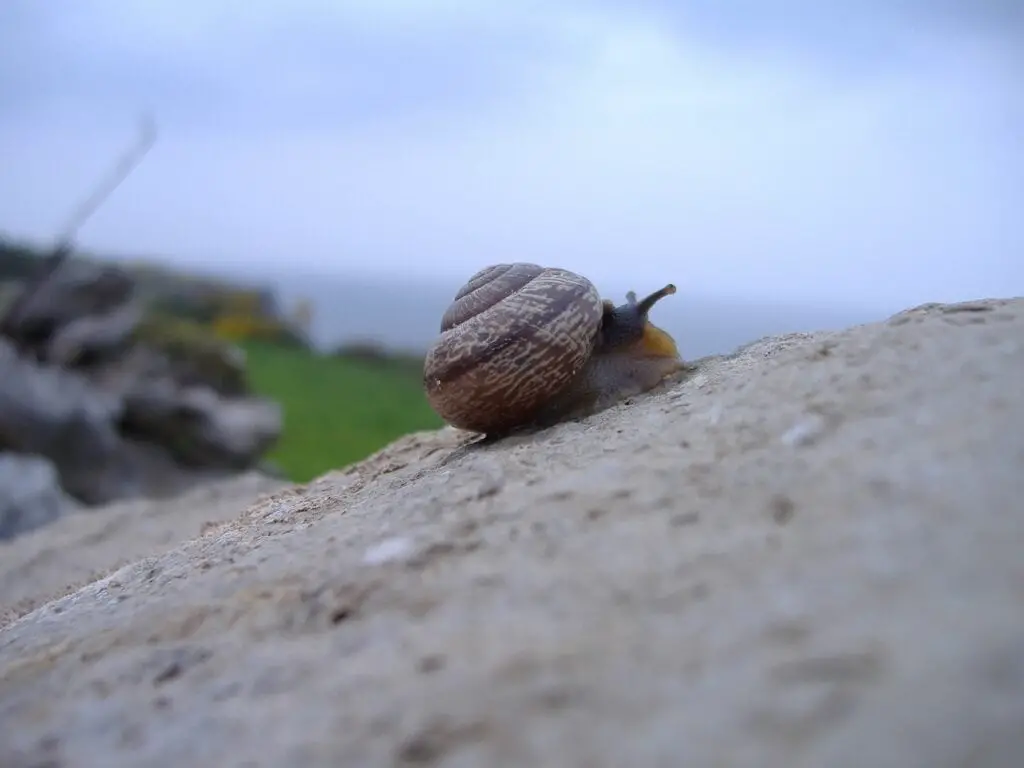 snail on a rock overlooking a view