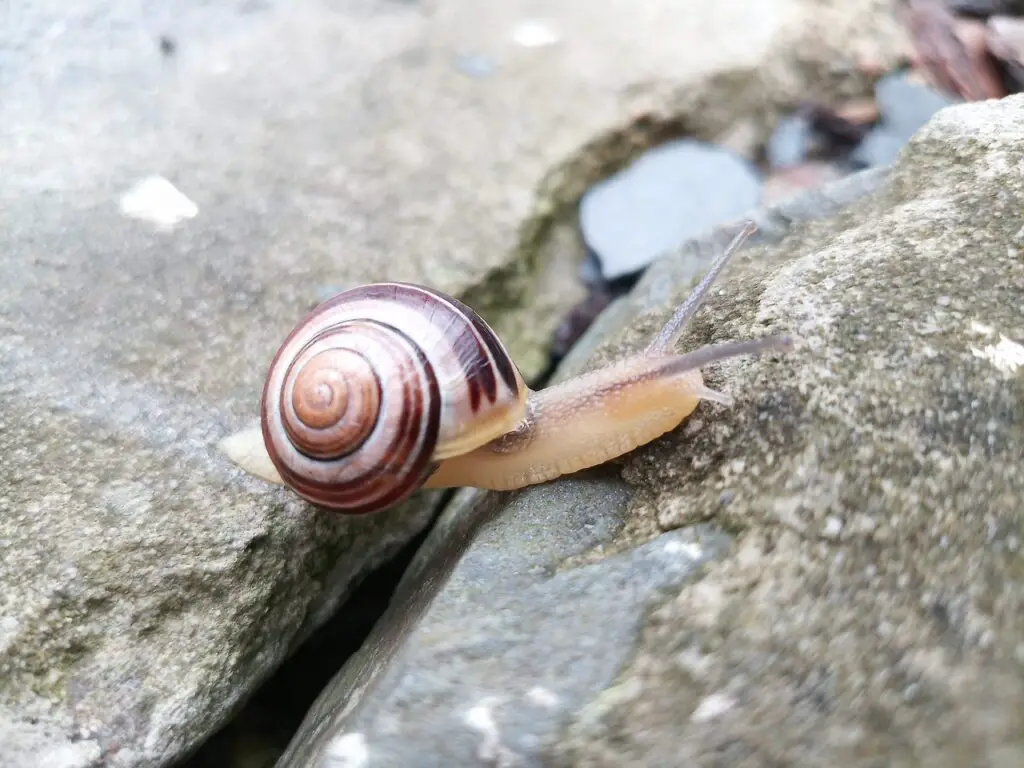 Snail crossing a crevice