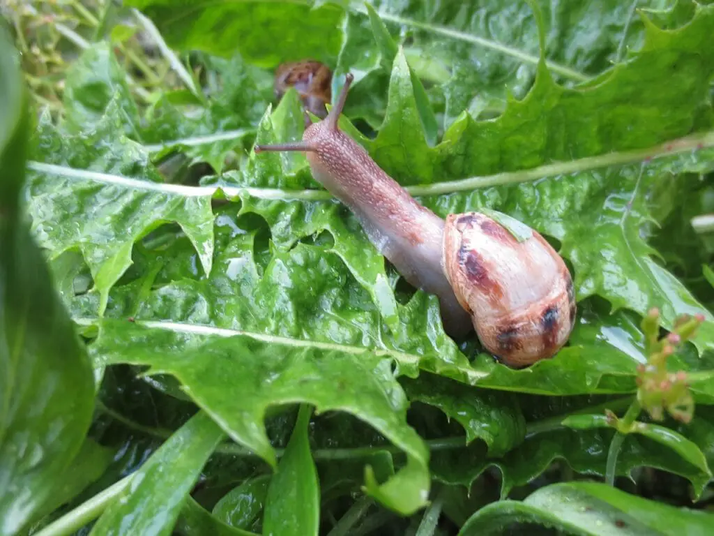 snail on a bed of leaves