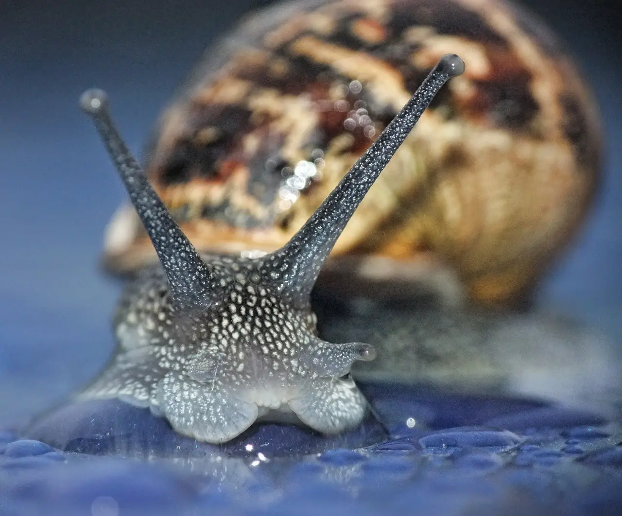 closeup of snail face