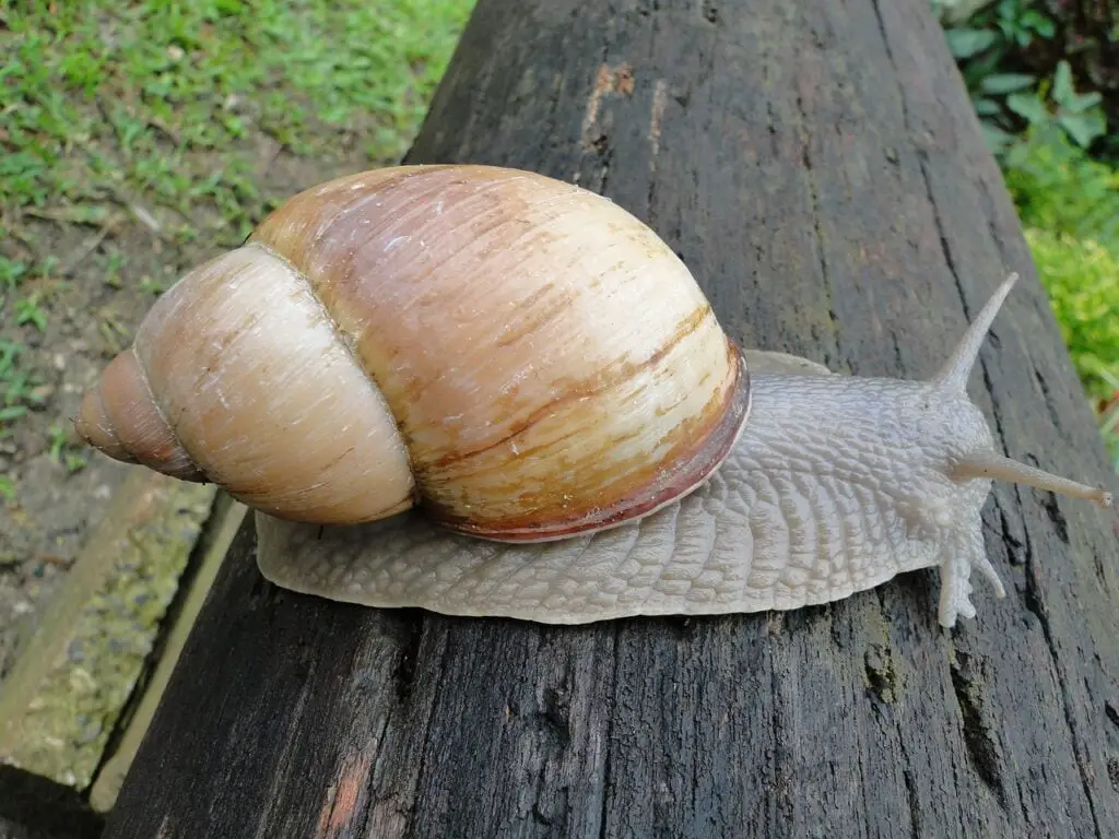 big snail on wooden fence