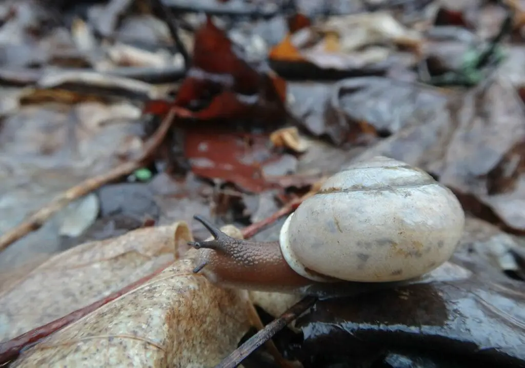snail on leaves