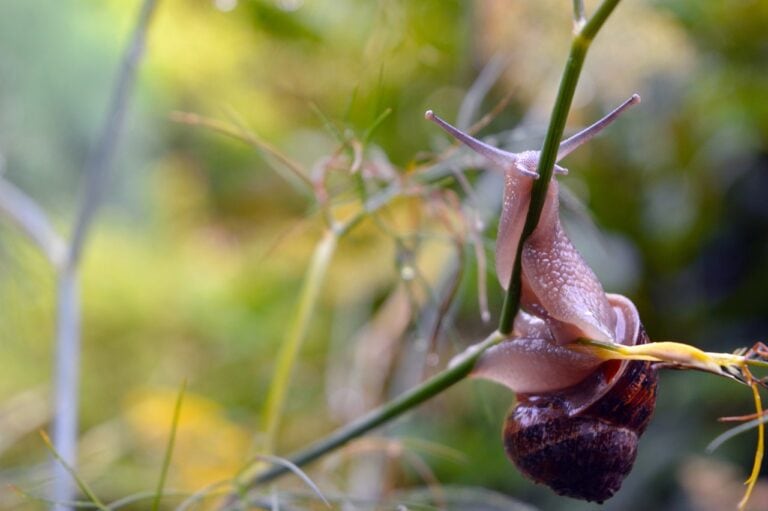 Crawling to a Different Beat: How Do Snails Move?