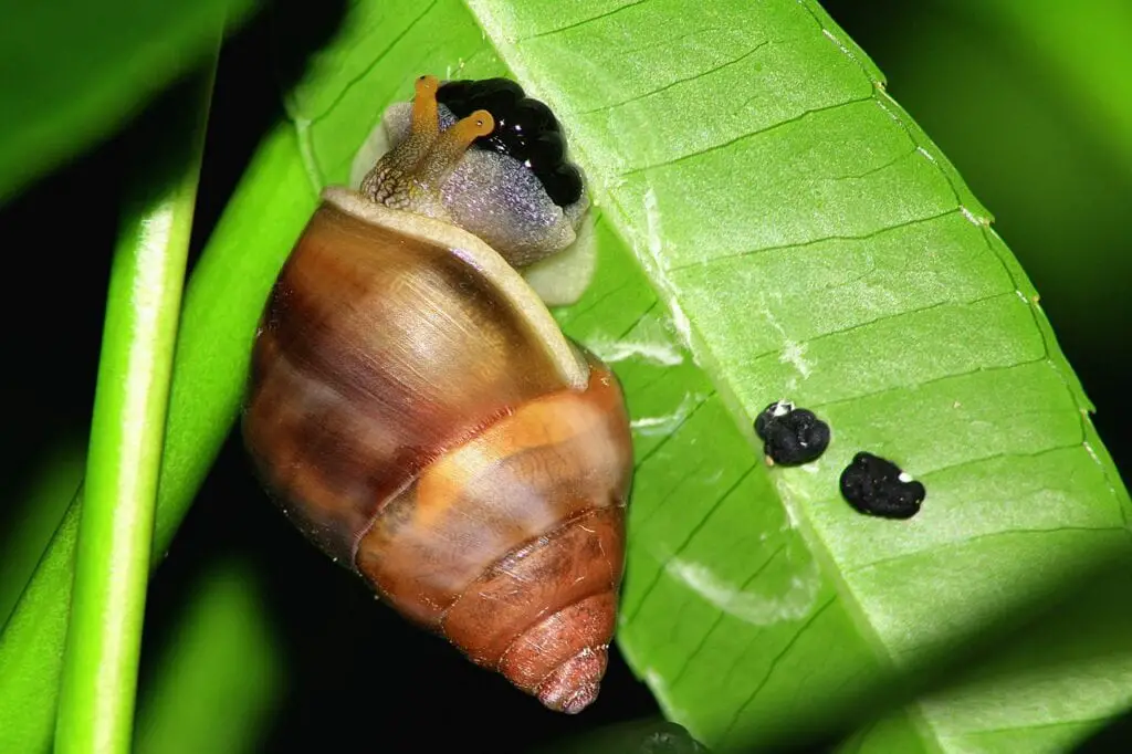 snail laying black eggs