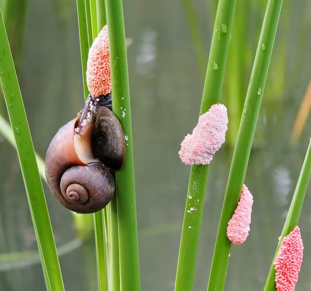 snail laying eggs