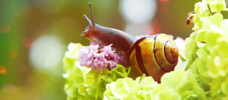 What Do Snails Eat? A Comprehensive Guide to Their Diet