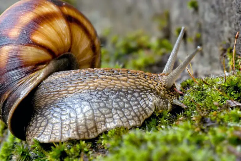 The Intricate Anatomy of Snails