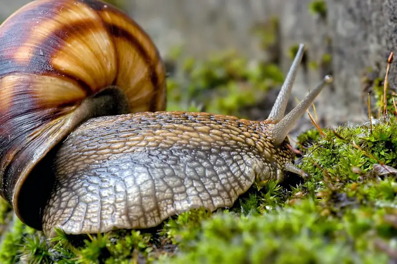 snail on moss