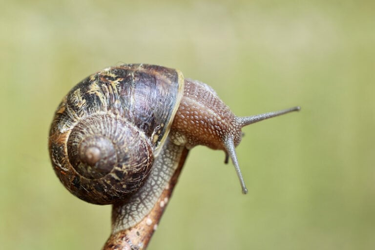 The Eye-Opening Truth: Snails Do Have Eyes!