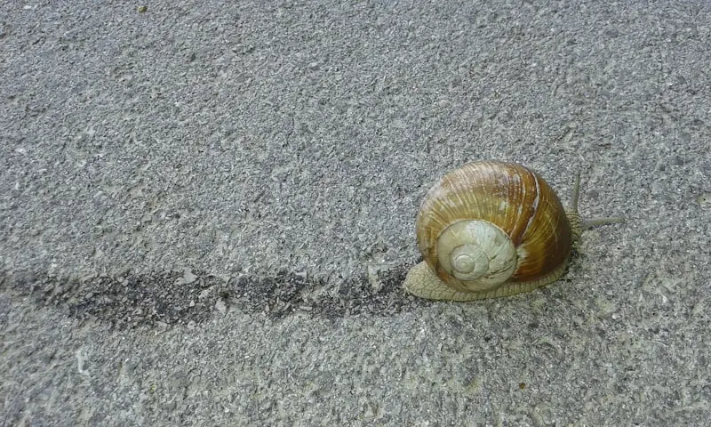 snail with trail