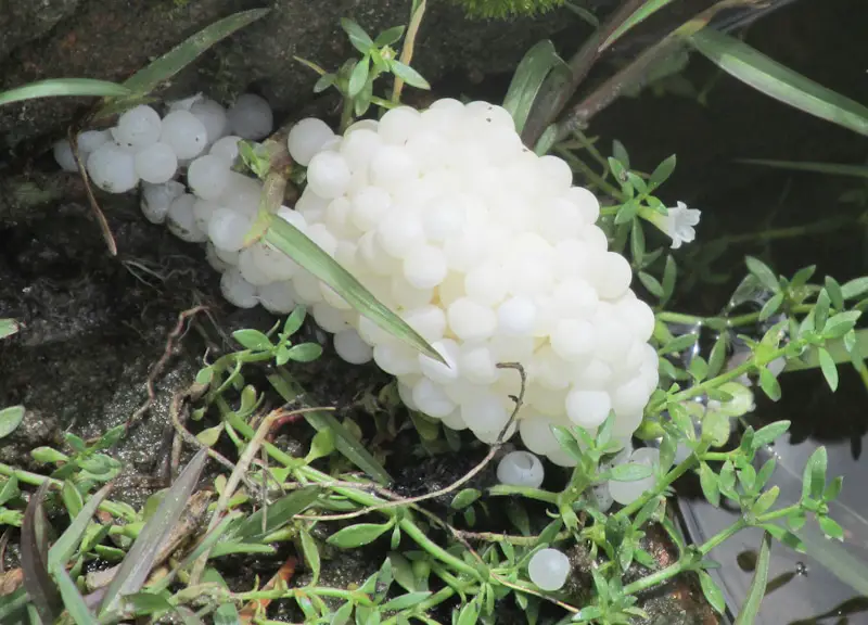 white snail eggs