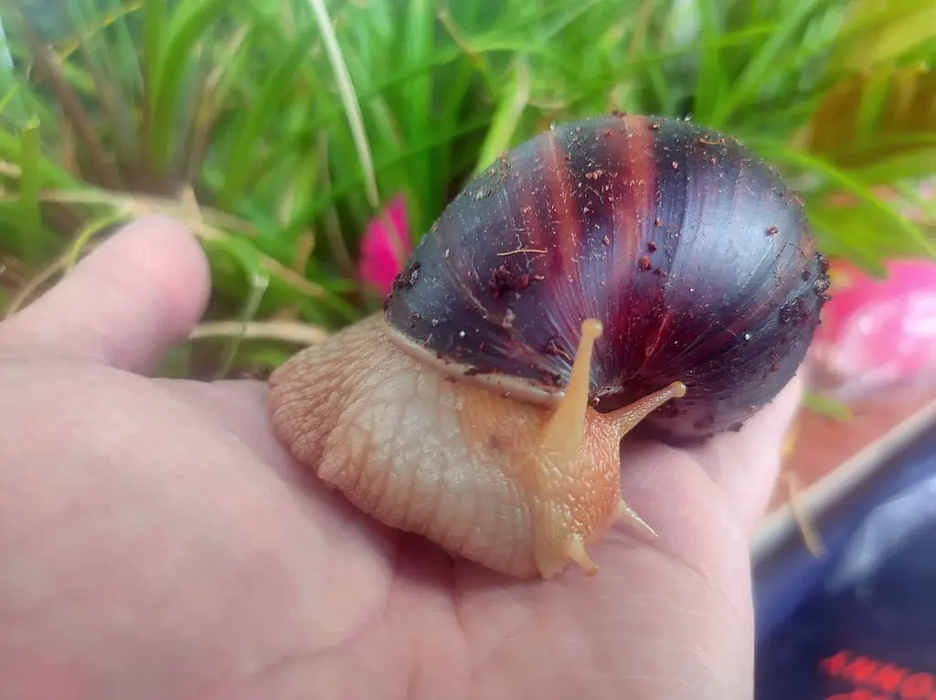 snail on a hand