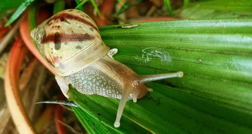 close up of a snail om a leaf