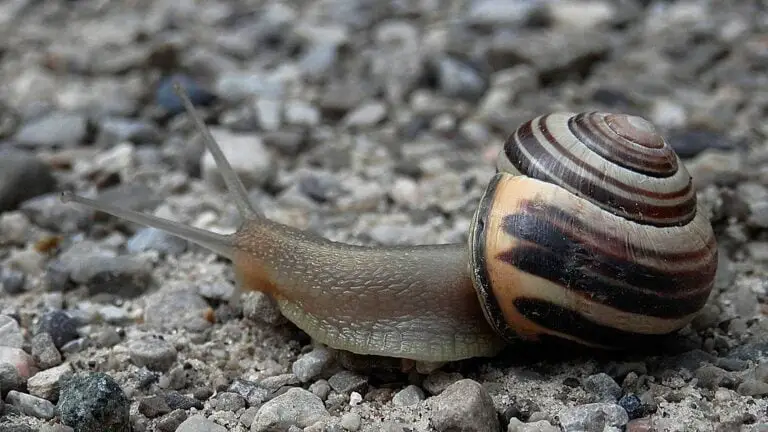 Fifty-Five Fast Facts about Slow, Slithering Snails
