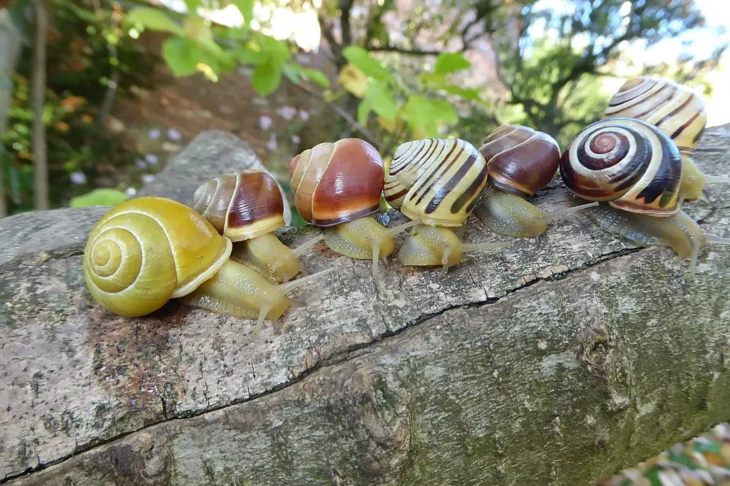Grove snail Cepaea nemoralis, showing colour and banding polymorphism