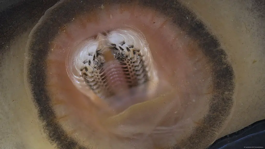 Mouth of Neritina natalensis, Zebra Nerite Snail
